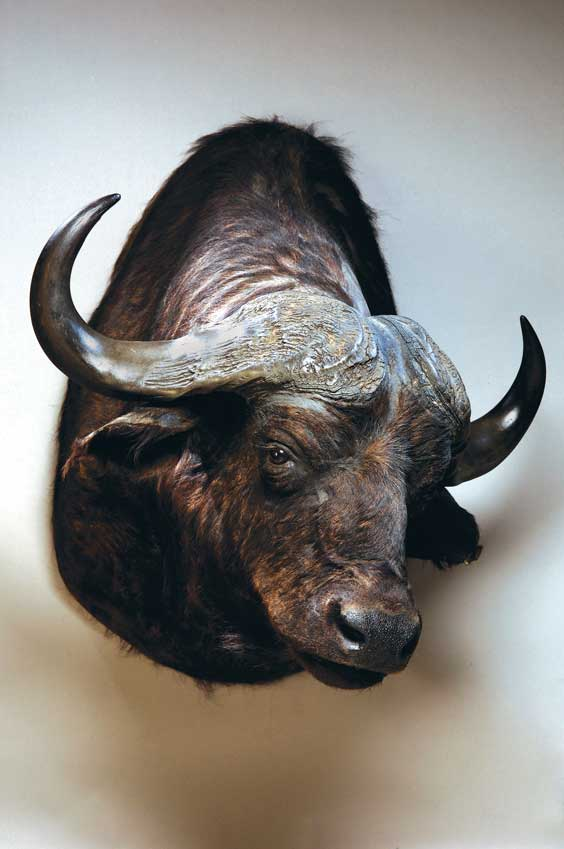CAPE BUFFALO Syncerus Caffer Africa This robust shoulder mount is