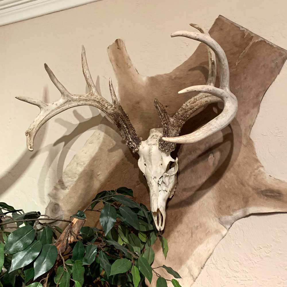 SKULL WITH HORNS MOUNT Elk skull and horn wall mount
