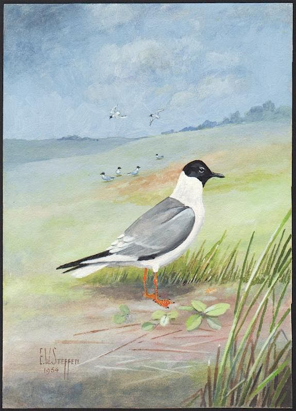 Steffen Watercolor of Bonapartes Gull Bonaparte s Gull Earnest W