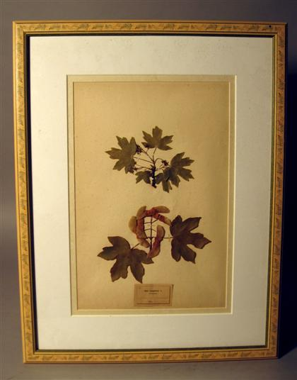 Set of eight mounted botanical specimens 19th century Some examples