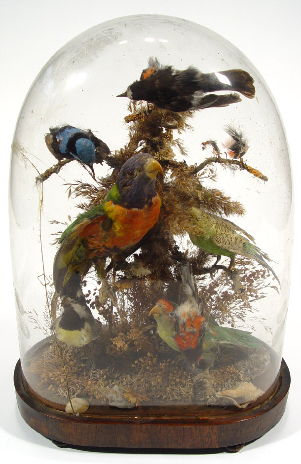 Victorian stuffed taxidermy study of colourful birds amongst natural foliage