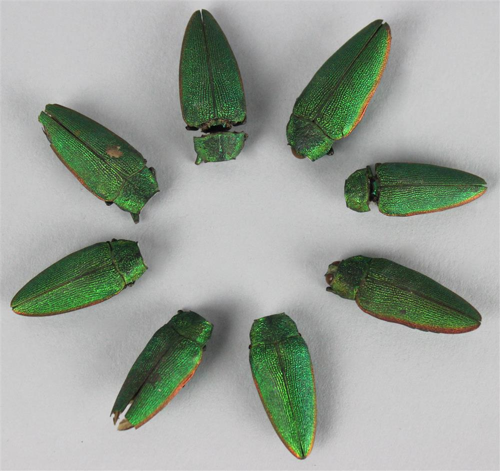 PTOLEMAIC HELLENISTIC DYNASTY APPROX 323 30 B C EIGHT GREEN