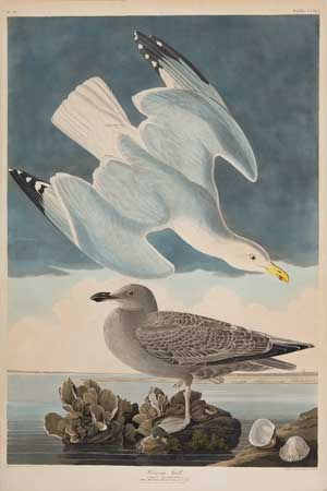 JOHN JAMES AUDUBON after Herring Gull Etching engraving and aquatint