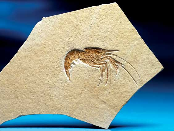 FOSSIL SHRIMP Aeger ap Jurassic Solnhofen Germany Fossil Shrimps comprise