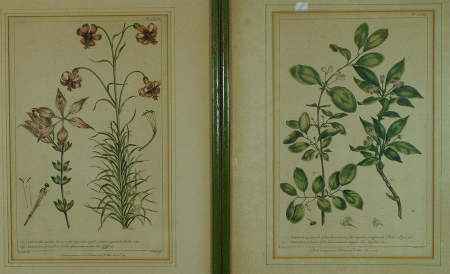 2 colored flora engravings Lancake Miller London 1757 Lonicera Lilium