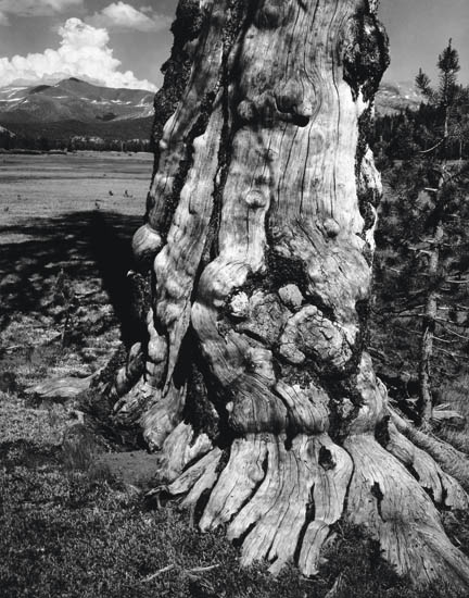 ADAMS ANSEL 1902 1984 Tuolumne Meadows Yosemite National Park California