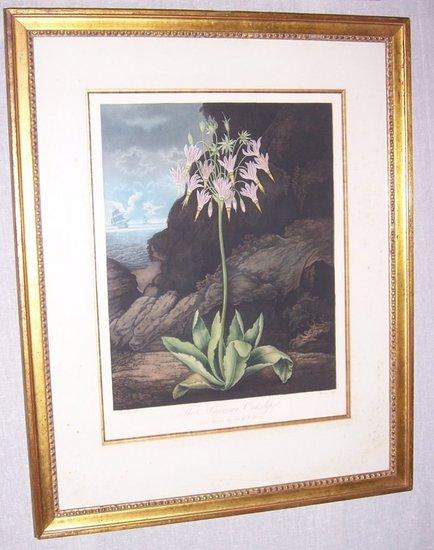 Warner after HendersonThe American Cowslipfrom Dr Thornton s Temple Floracoloured