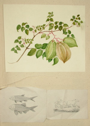 An Early 19th Century Album containing various engravings botanical watercolour