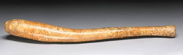 Fossil Walrus Baculum Odobenus rosmarus Alaska A large variety of
