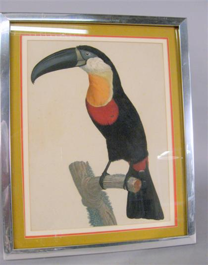 18th century hand colored engraved print toucan Margins cut and
