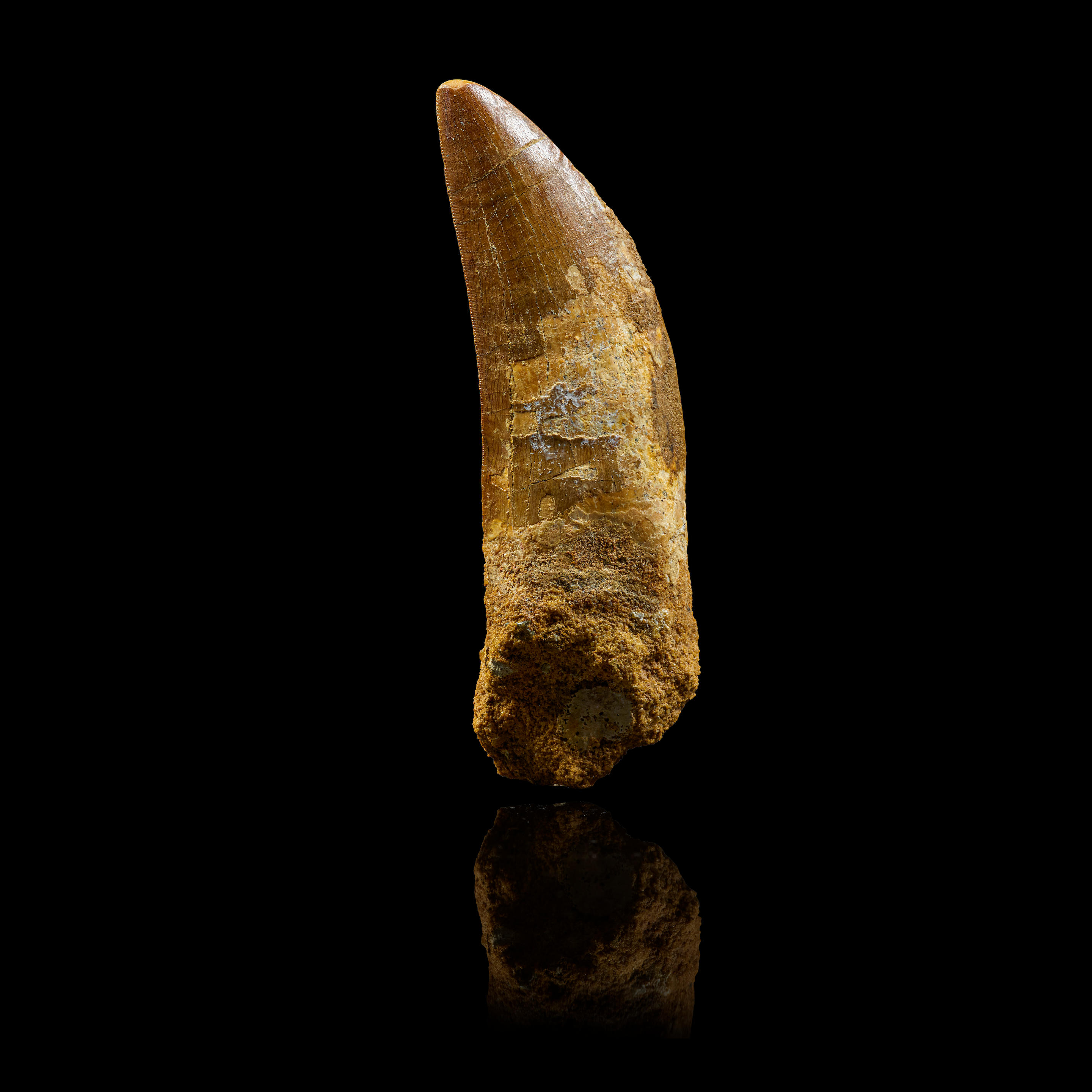 CARCHARODONTOSAURUS TOOTH Carcharodontosaurus saharicus Early Cretaceous Kem Kem Formation Sahara