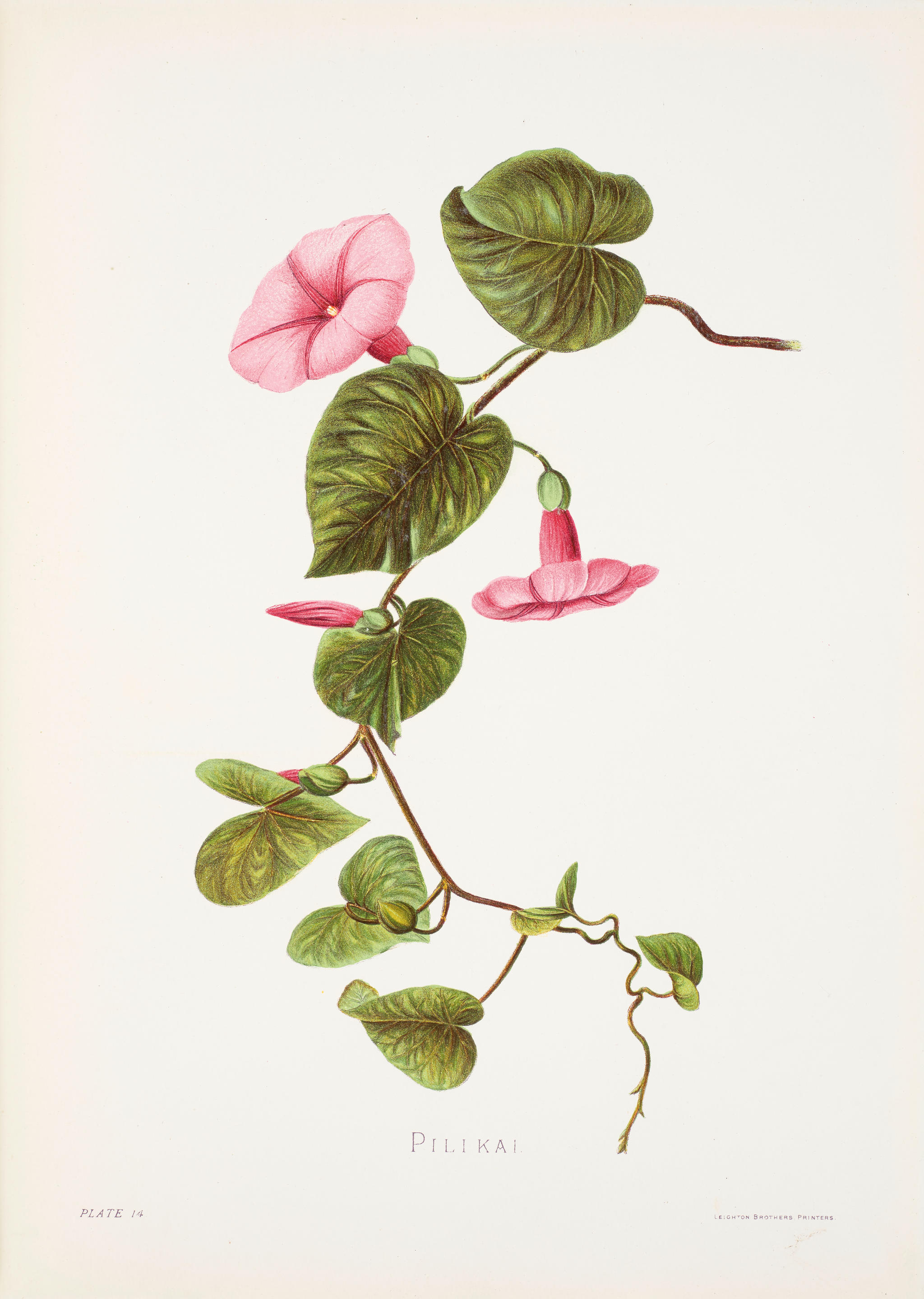 HAWAIIANA FROM THE FORBES COLLECTION SINCLAIR ISABELLA 1842 1900 Indigenous