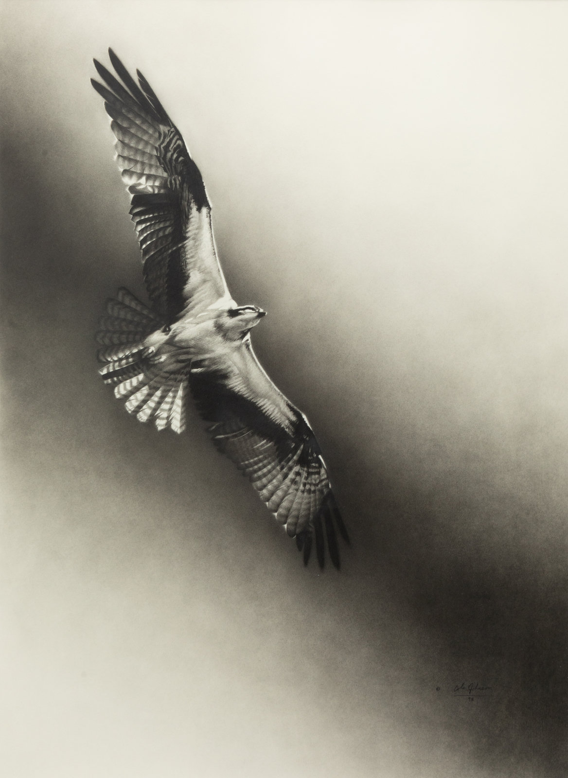 Cole Johnson American 20th Century Osprey 1996 graphite signed Cole