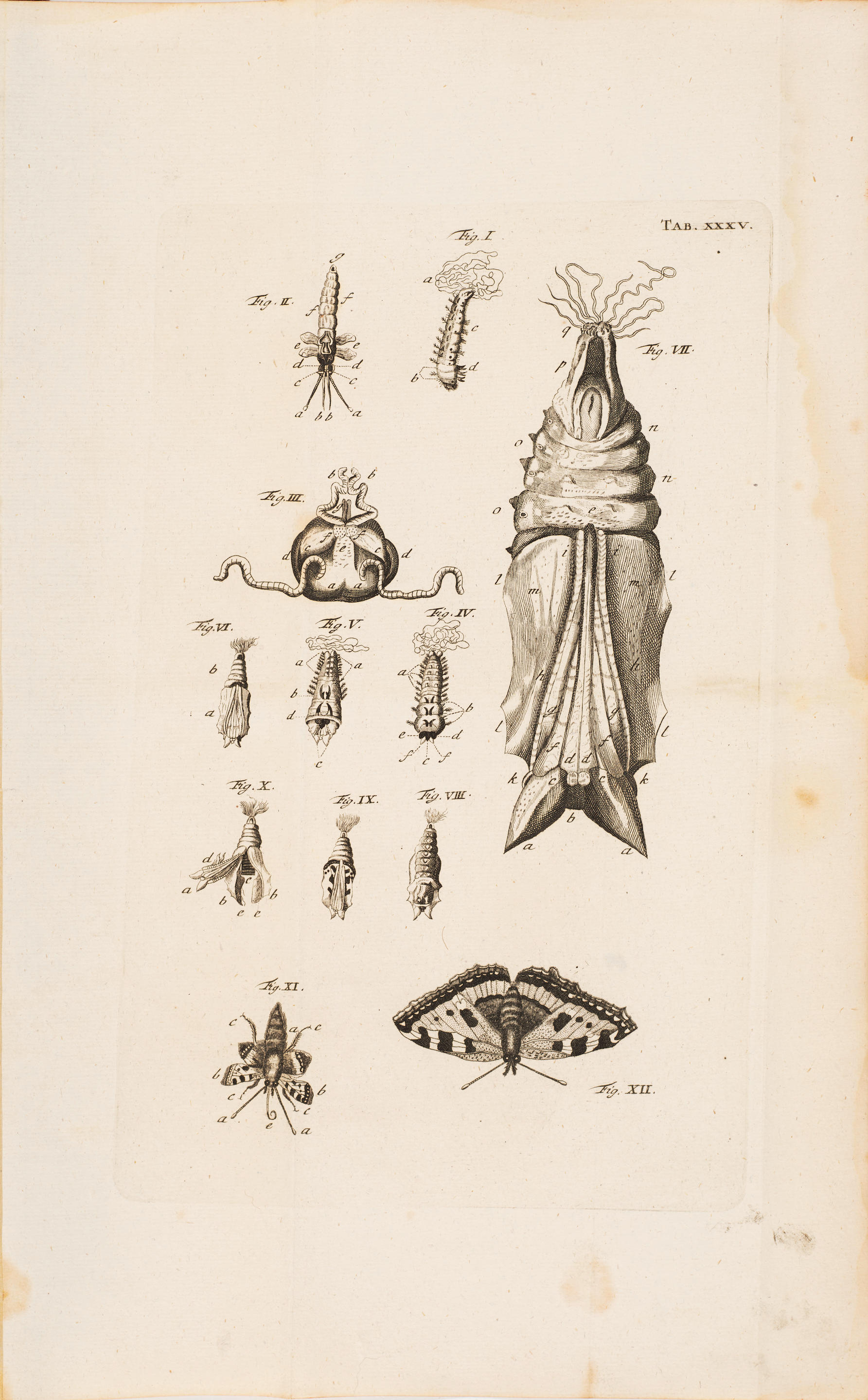 SWAMMERDAM JAN 1637 1680 2 titles 1 Bibel der Natur