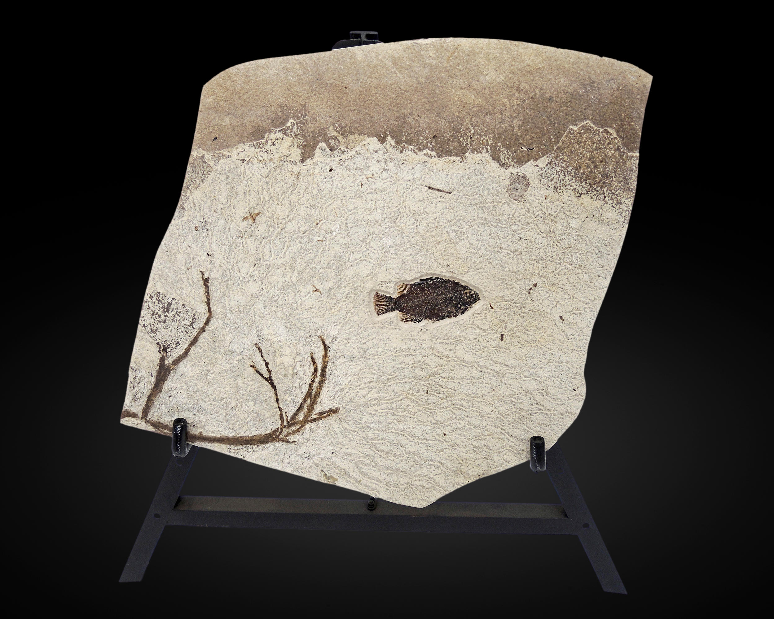 PLAQUE FOSSILE PR SENTANT UN POISSON ET UNE PLANTE FOSSIL