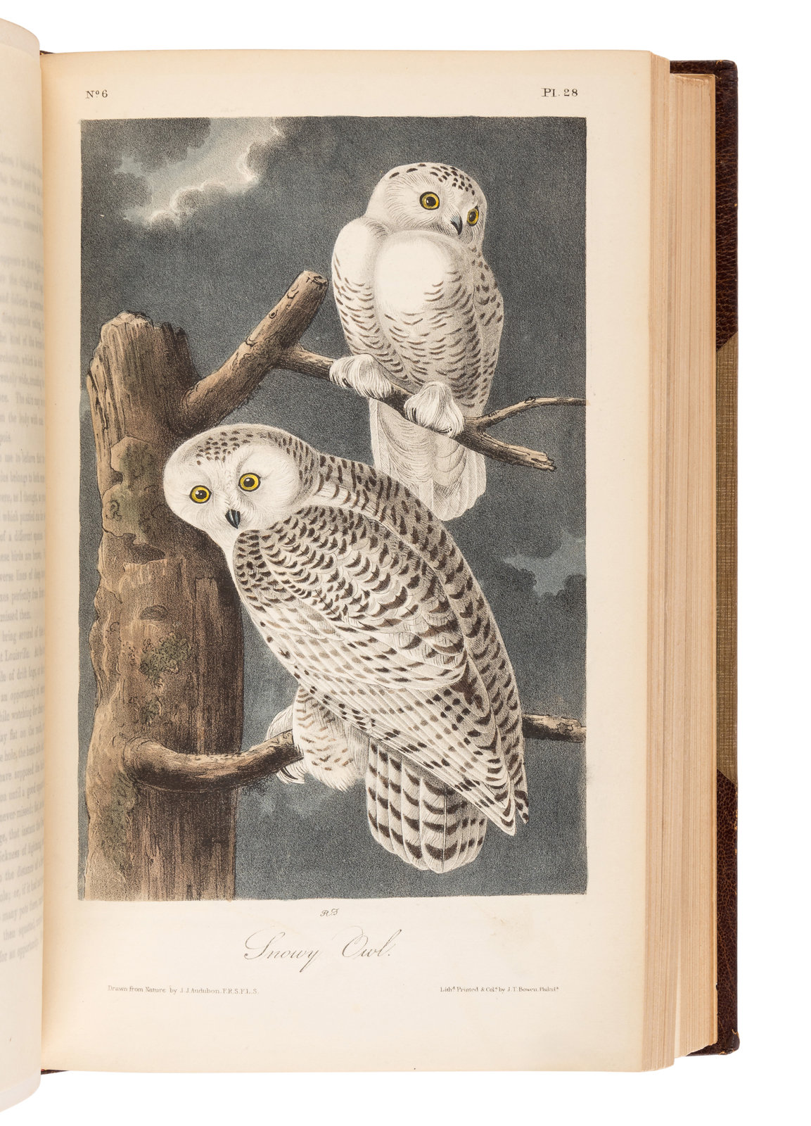 AUDUBON John James 1785 1851 The Birds of America from