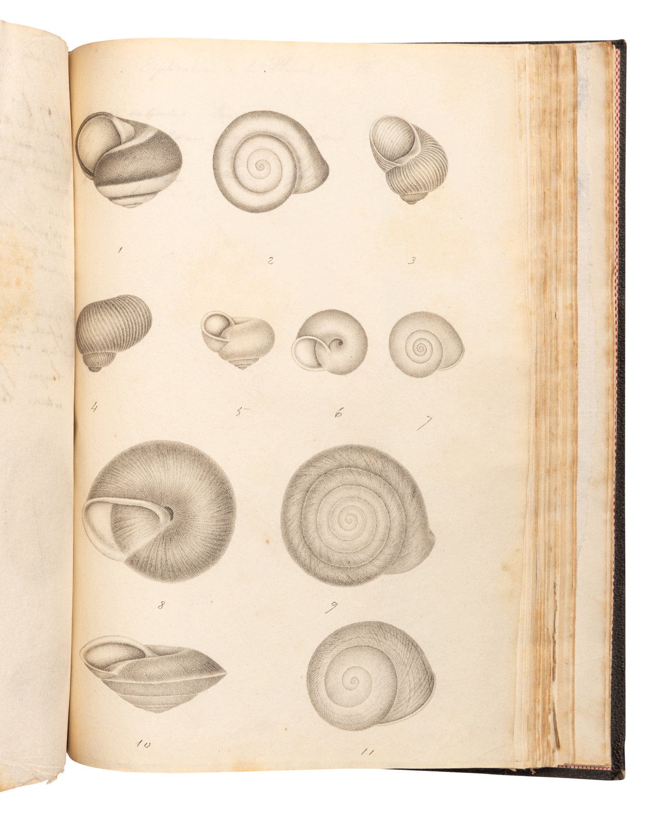 MANUSCRIPTS CONCHOLOGY TERVER Ange Paulin 1798 1875 2 manuscript notebooks