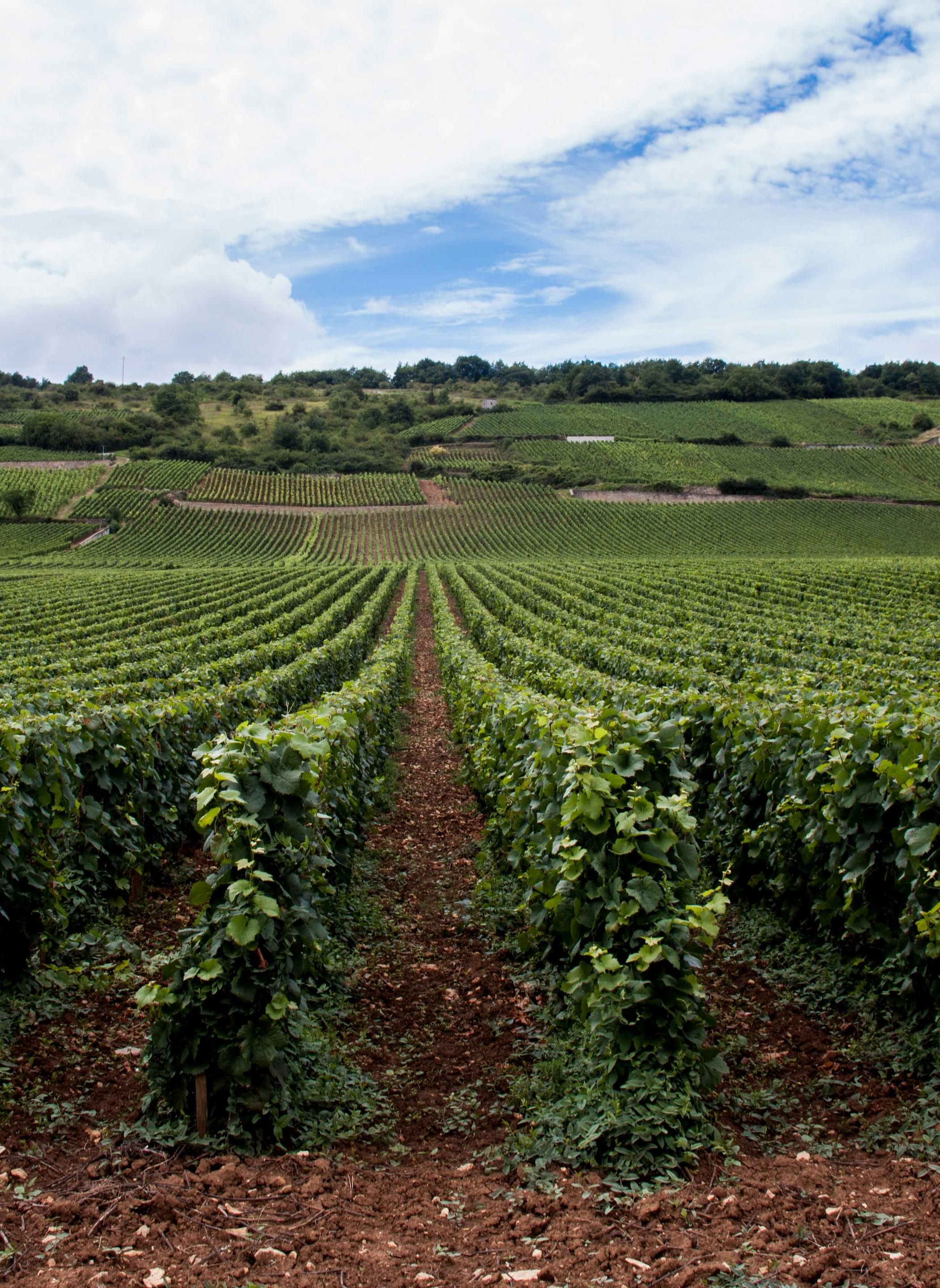 BOND ESTATE VECINA 2016 NAPA 3 Bond Estate Vecina 2016