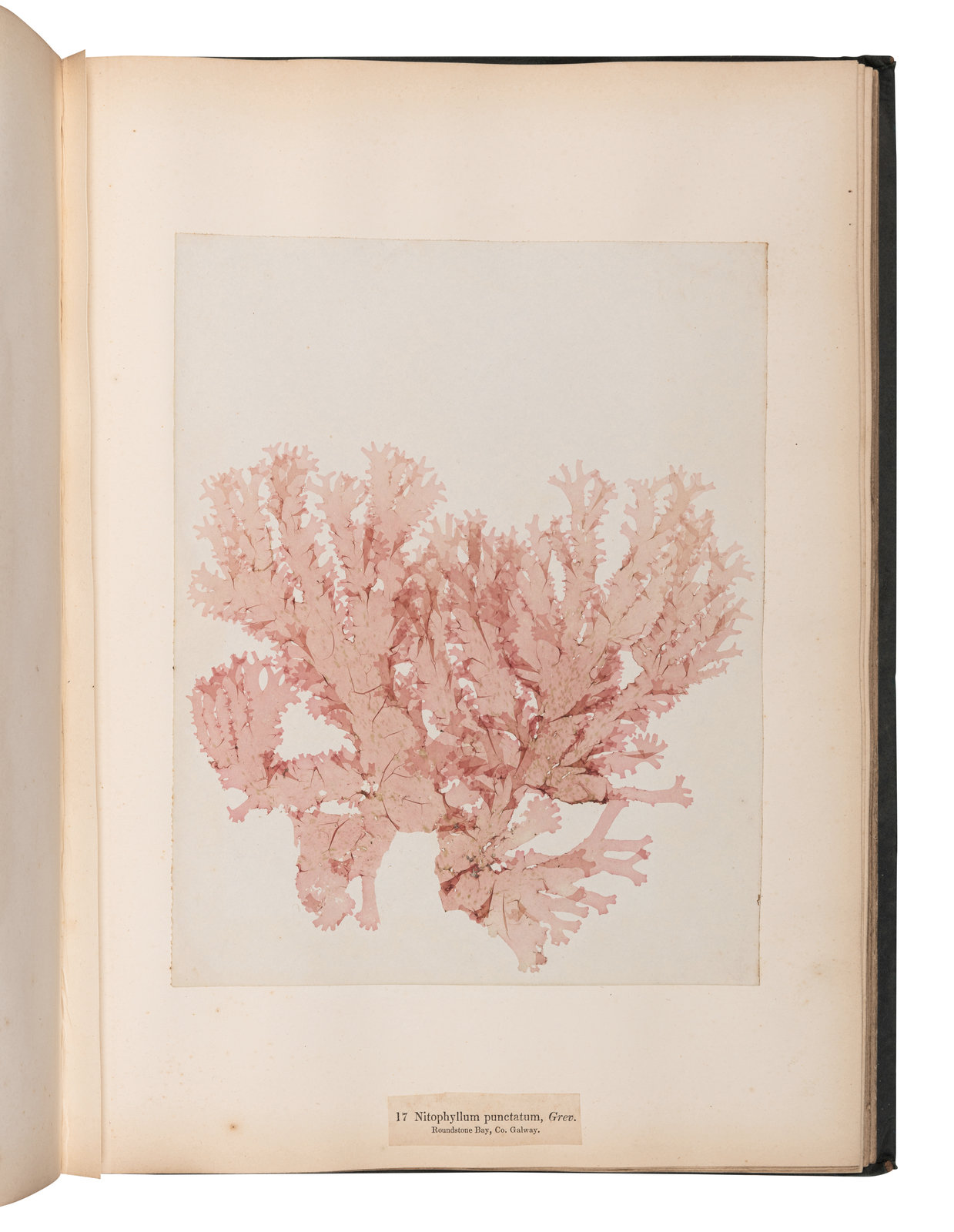 SPECIMEN ALBUM M CALLA William Algae Hibernicae Dublin Samuel B