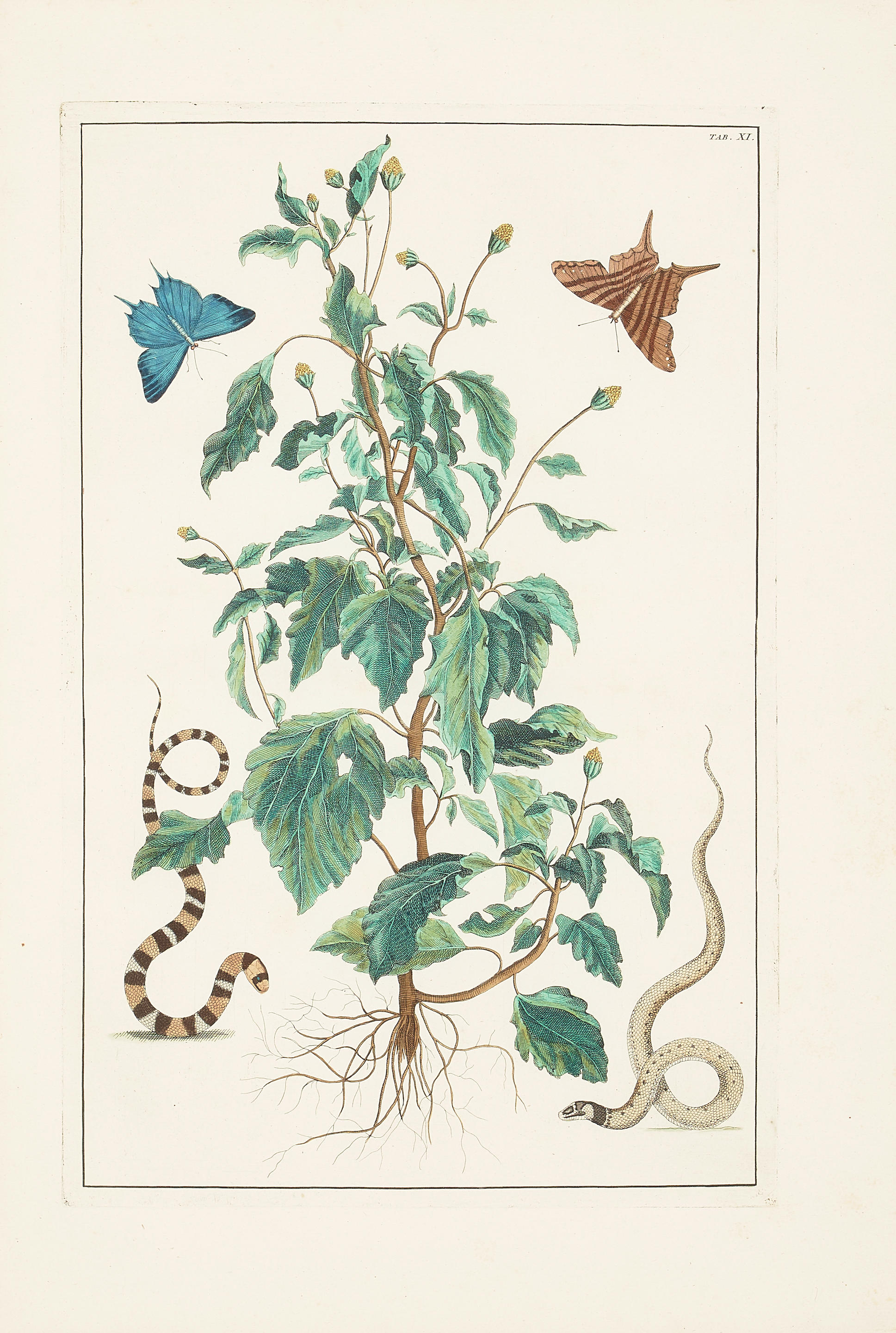 ALBERTUS SEBA 1665 1736 Seven Plates from Locupletissimi Rerum Naturalium