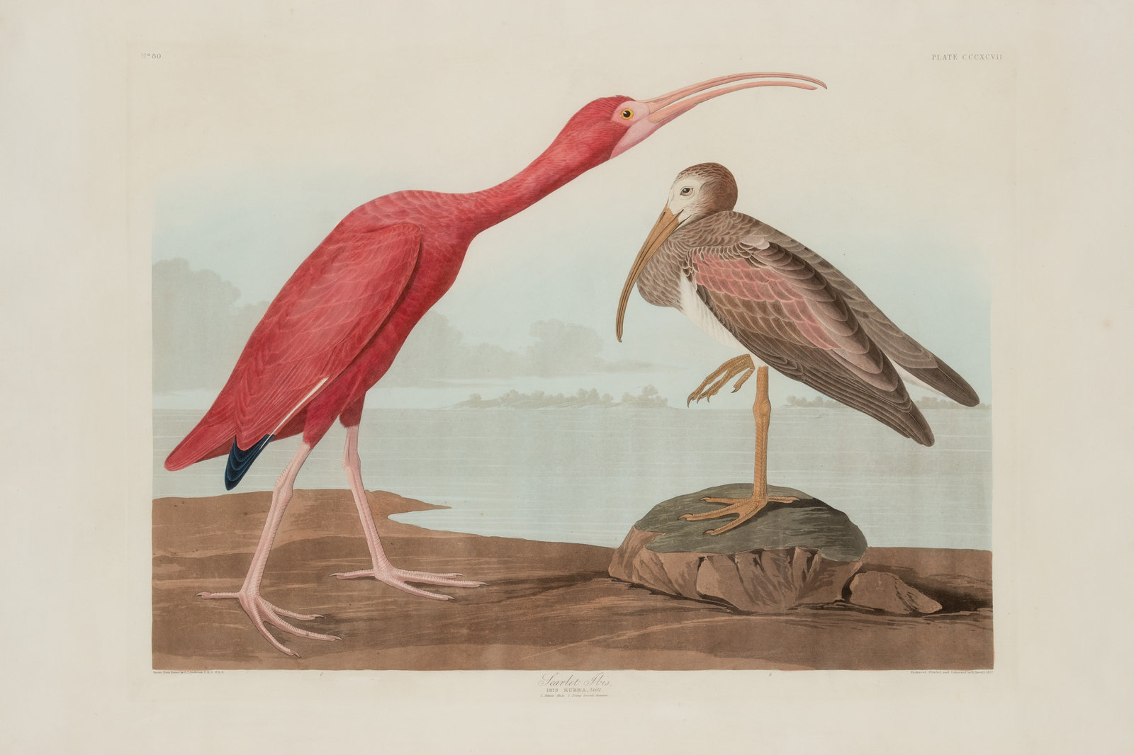 AUDUBON John James 1785 1851 Scarlet Ibis Plate CCCXCVII Eudocimus