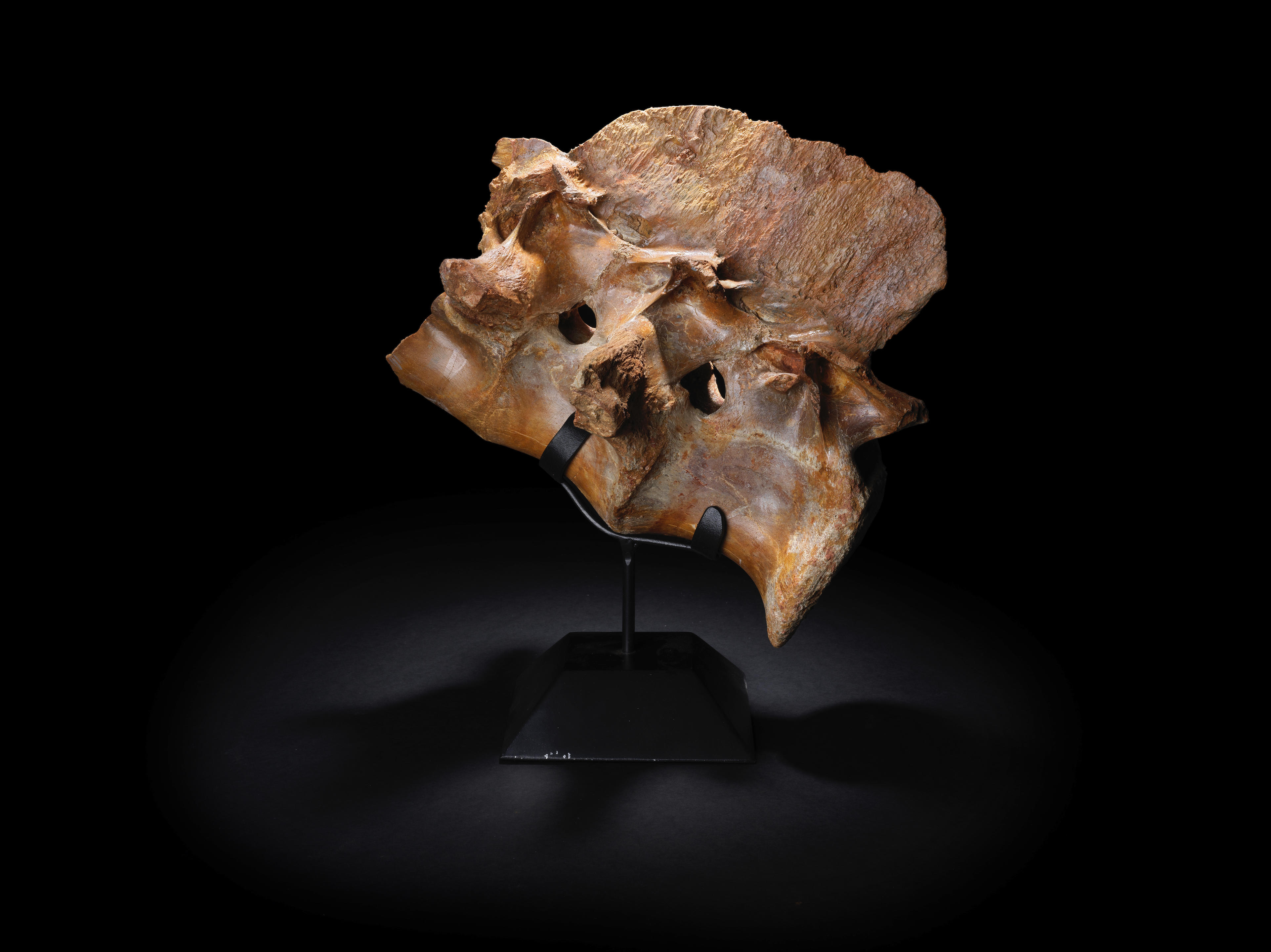 PAIRE DE VERT BRES ARTICUL ES DE DINOSAURE ARTICULATED PAIR