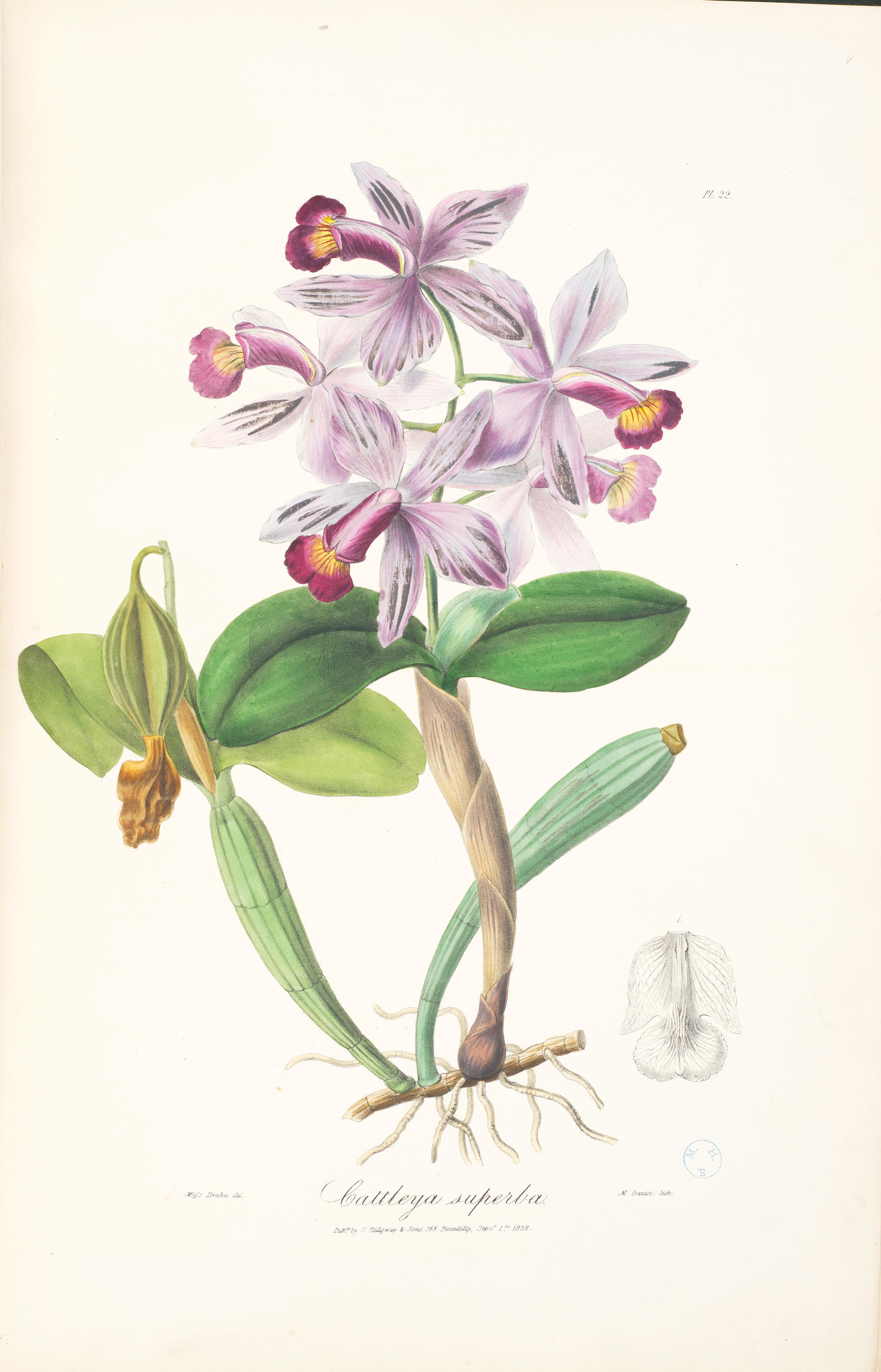LINDLEY JOHN 1799 1865 Sertum Orchidaceum a wreath of the