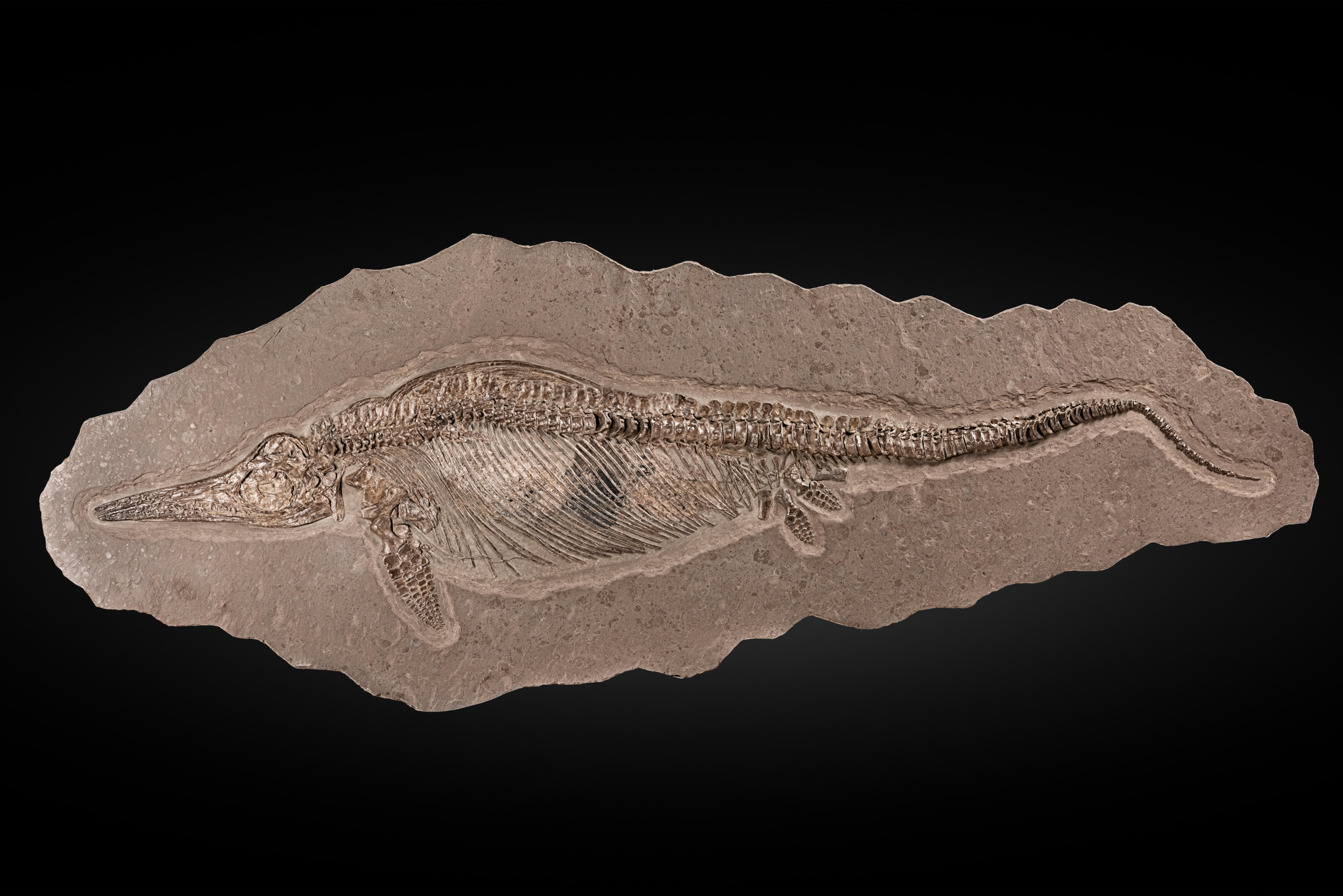 EXCEPTIONNEL SQUELETTE D ICHTHYOSAURE EXCEPTIONAL ICHTHYOSAUR Leptopterygius quadriscissus Jurassic Toarcian