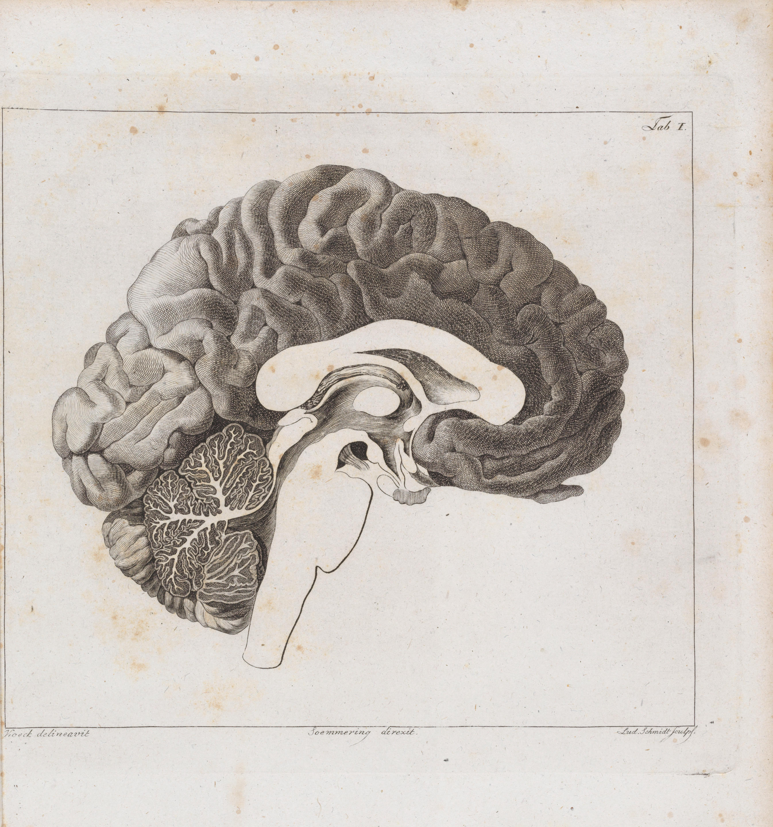 SOEMMERRING SAMUEL THOMAS VON 1755 1830 ber das Organ der