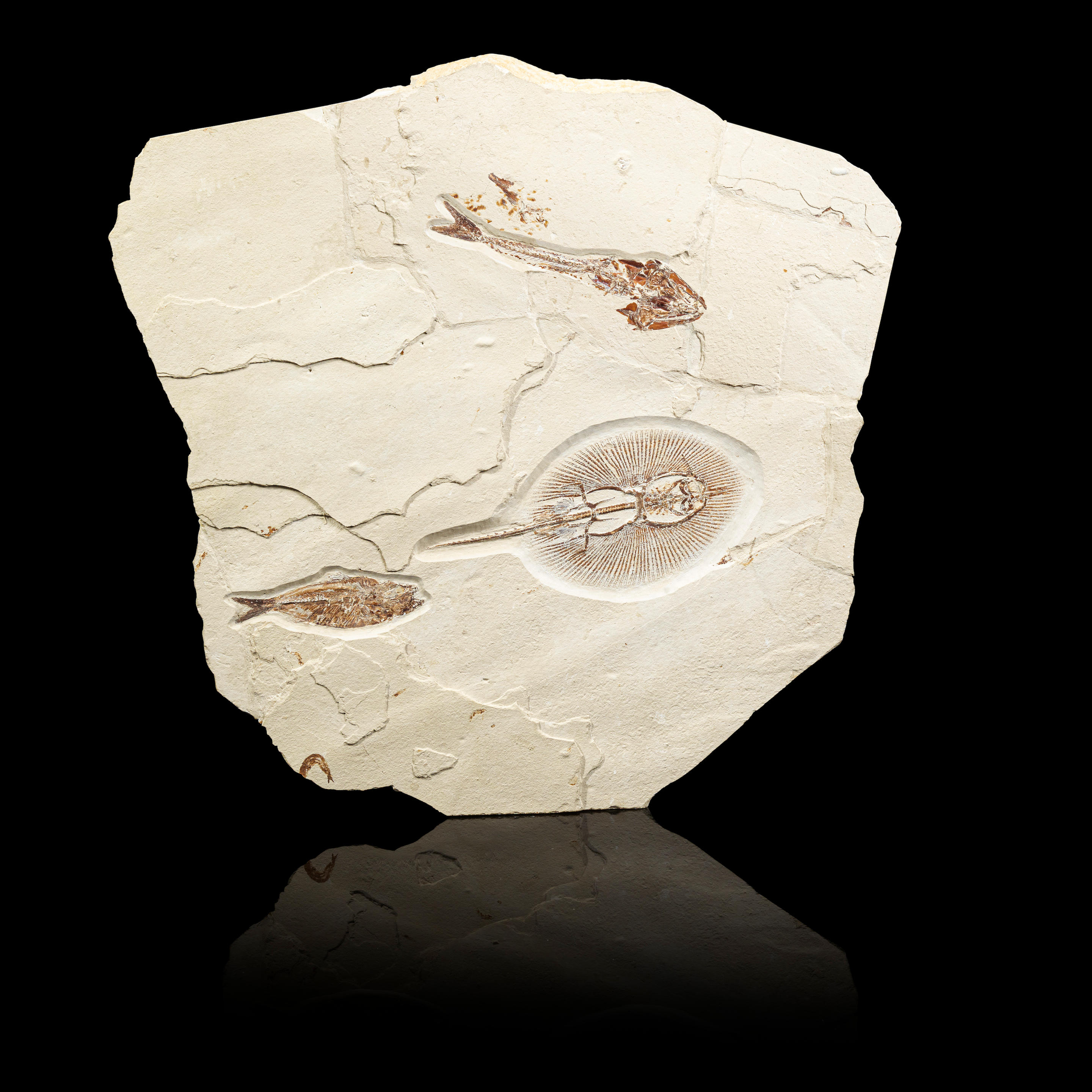 FOSSIL PLATE WITH STING RAY AND TWO FISH Cyclobatis major