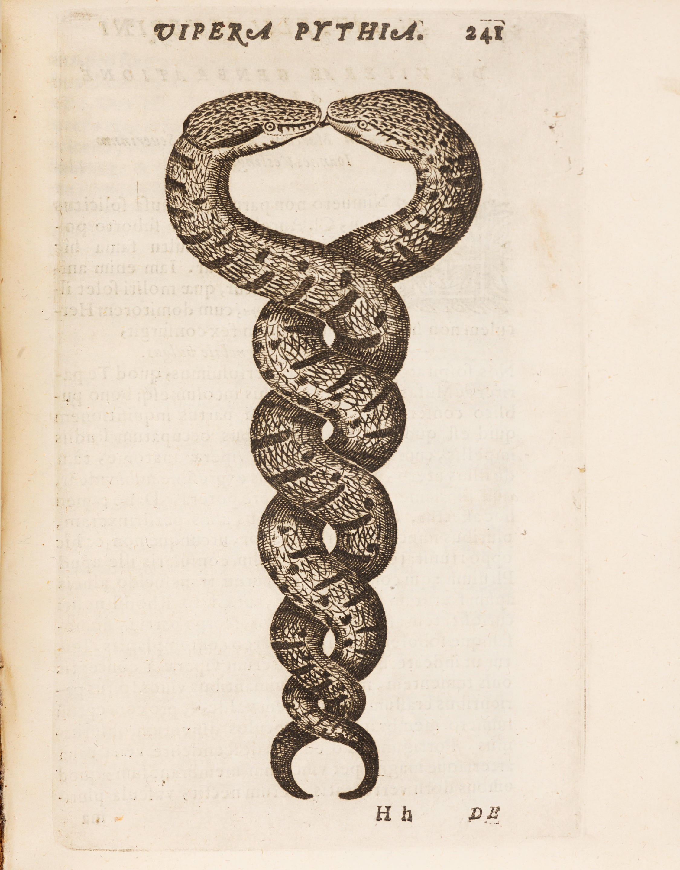 SEVERINO MARCO AURELIO 1580 1656 Vipera Pythia Id est de